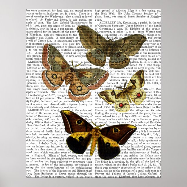 Moth Plate 4 Poster (Framsidan)