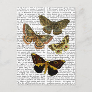Moth Plate 4 Vykort