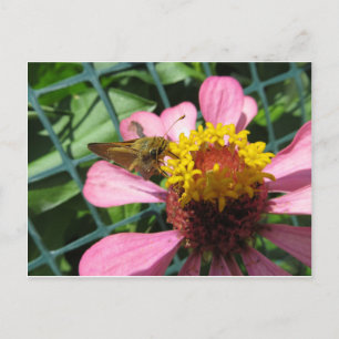 Moth Pollinating Flower Vykort