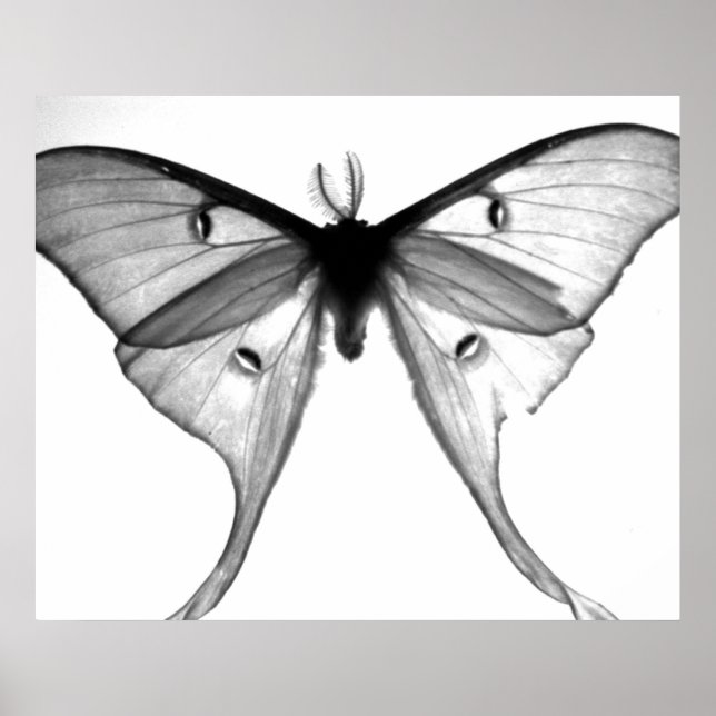Moth Poster (Framsidan)