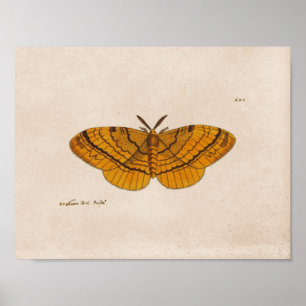 Moth science illustration print poster