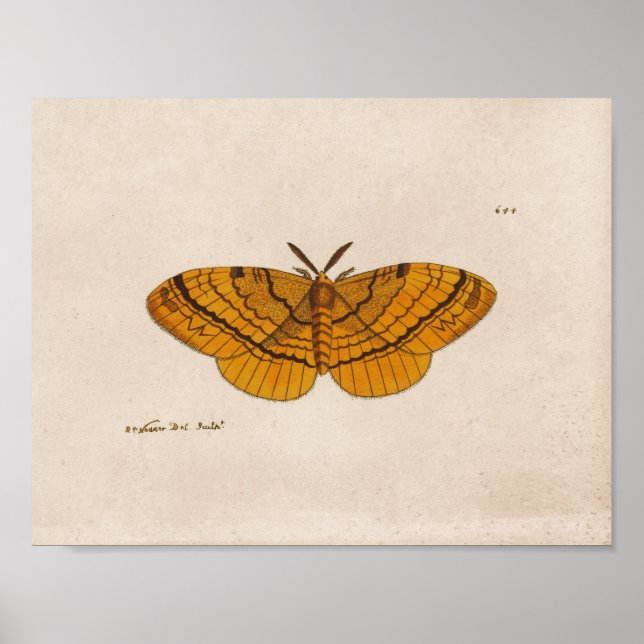 Moth science illustration print poster (Framsidan)
