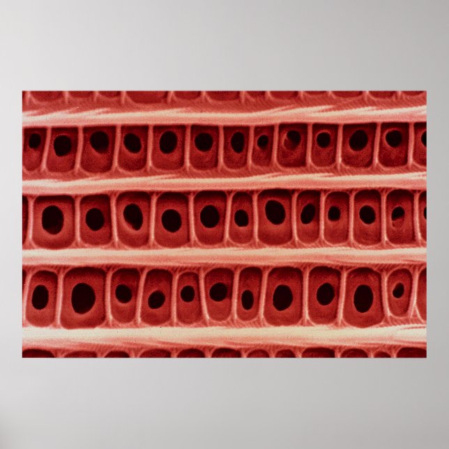 Moth - vinge  poster (Framsidan)