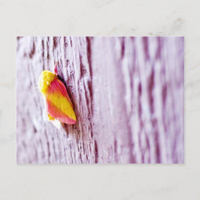 Moth Vykort (Framsida)