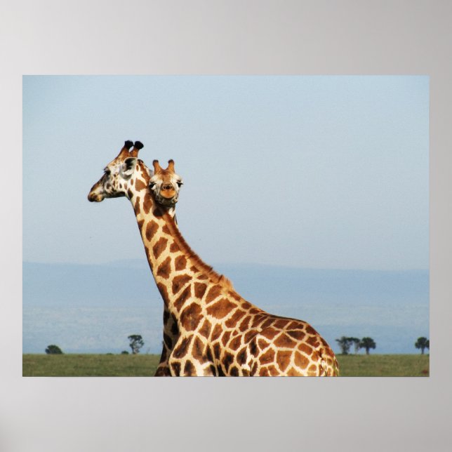 Mother and baby giraffe hugging poster (Framsidan)