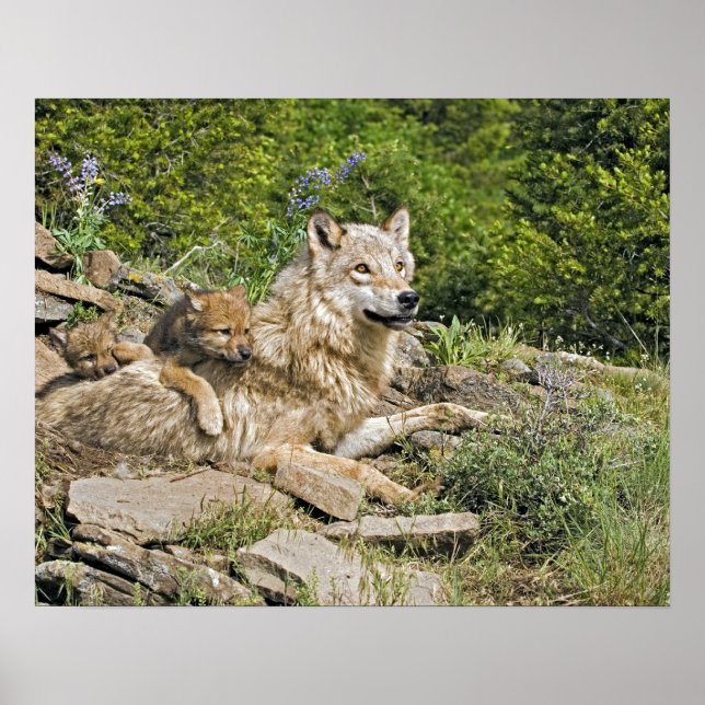 Mother Wolf with 2 Cubs Poster (Framsidan)