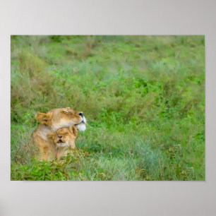 Mother's Love Lioness & Baby Poster