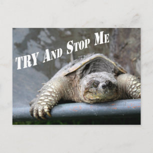 Motiv inspirationskälla Turtle Bild Vykort