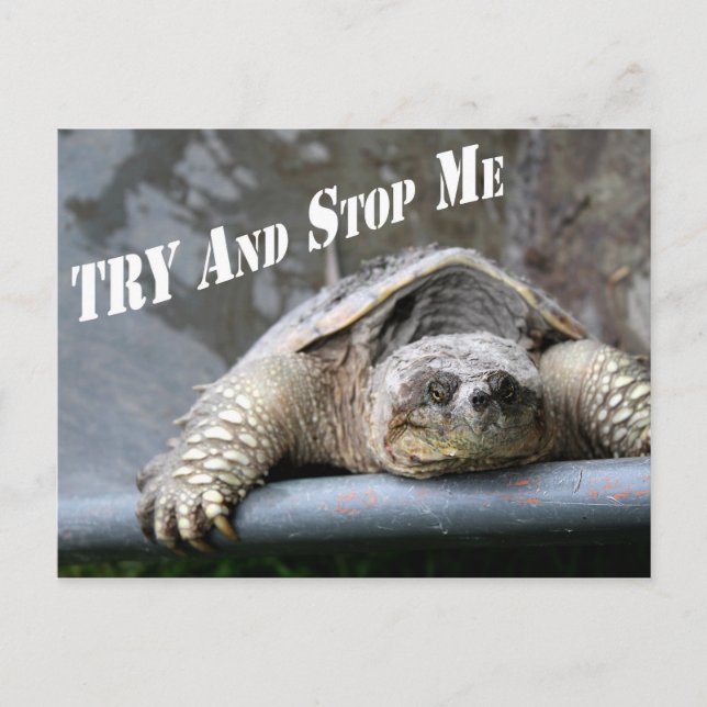 Motiv inspirationskälla Turtle Bild Vykort (Framsida)