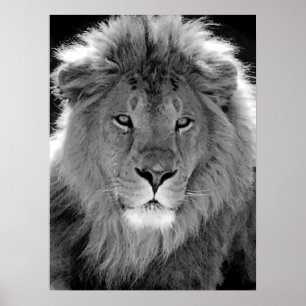Motiverat ledarskap - Lejon svartvitt Poster