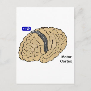Motor Cortex Vykort