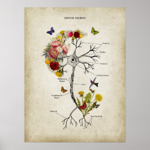 Motor Neuron Anatomy med Flowers Poster