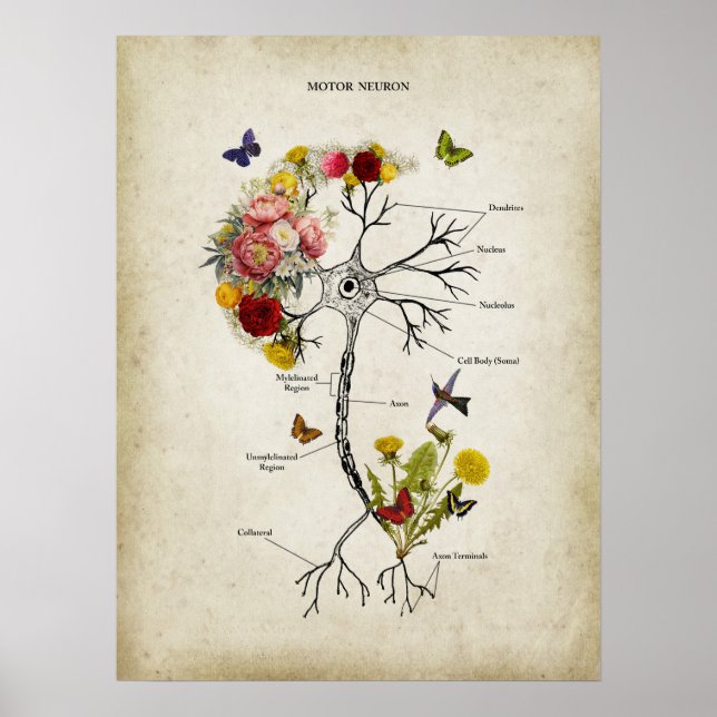 Motor Neuron Anatomy med Flowers Poster (Framsidan)