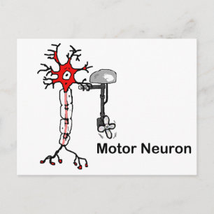 Motor Neuron Vykort