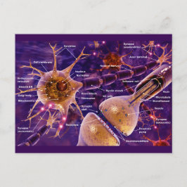Motor Neurons Vykort