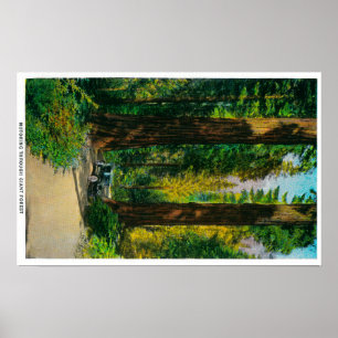 Motorer genom Giant Forest, Redwood Poster
