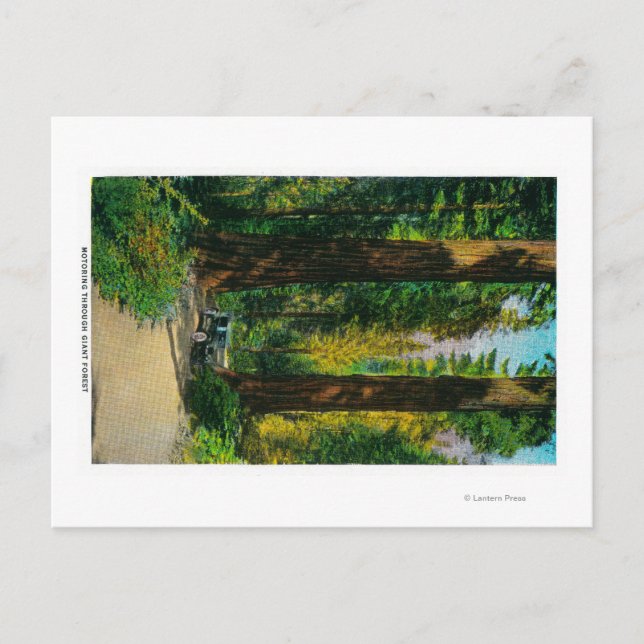 Motorer genom Giant Forest, Redwood Vykort (Framsida)