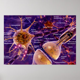 Motoriska Neurons Poster