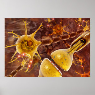 Motoriska Neurons Poster