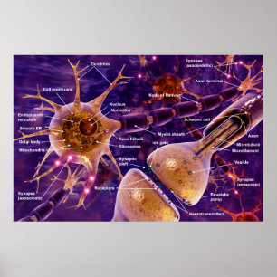 Motorneuroner Poster