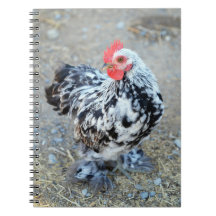 Mottad Bantam Cochin Chicken Notebook Journal