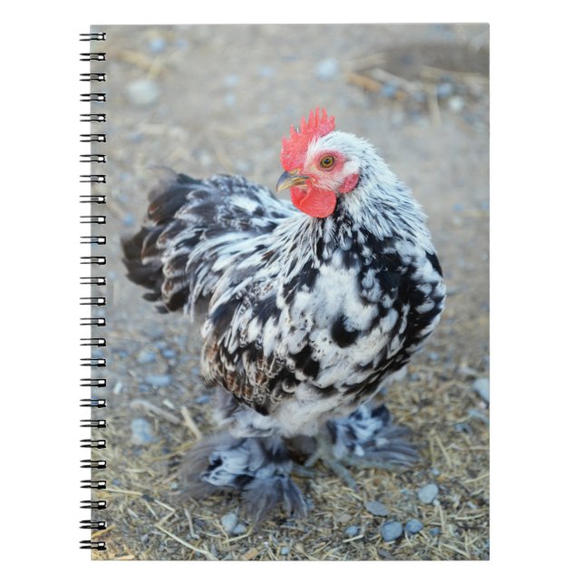 Mottad Bantam Cochin Chicken Notebook Journal Anteckningsbok (Framsidan)