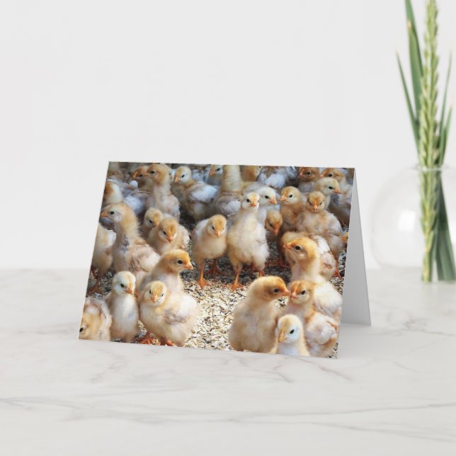 Mottagningskort Baby Chick Kort (Framsida)