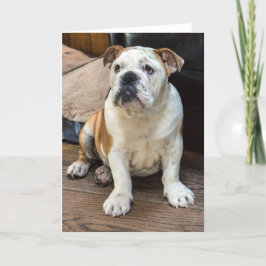 Mottagningskort för bulldog kort