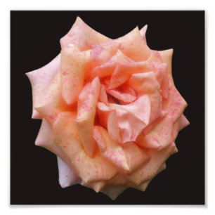 Mottat persiko-Ro i Bloom 8 x 8 Fototryck