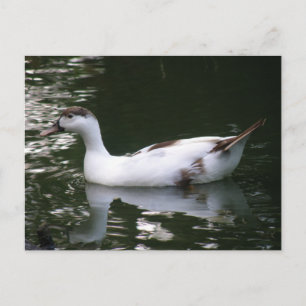 Mottated Anka vycard Vykort