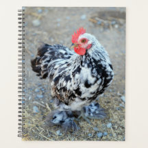Mottated Bantam Cochin Chicken Planner