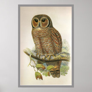 Mottled Wood Uggla Poster