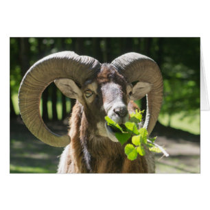 Mouflon Ram Hälsningskort