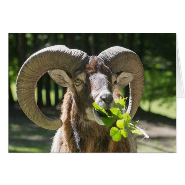 Mouflon Ram Hälsningskort (Framsidan Horizontal)