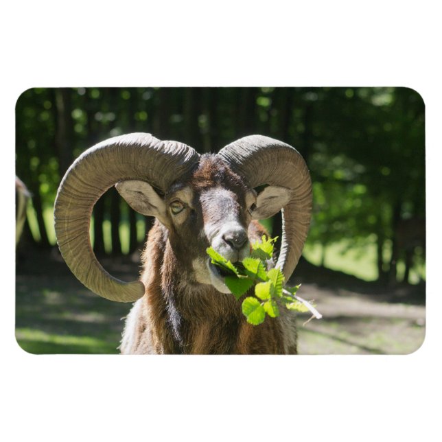 Mouflon Ram Magnet (Horisontell)