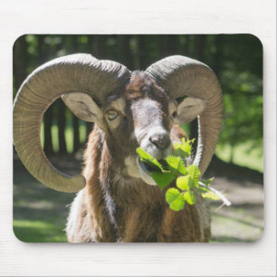 Mouflon Ram Musmatta