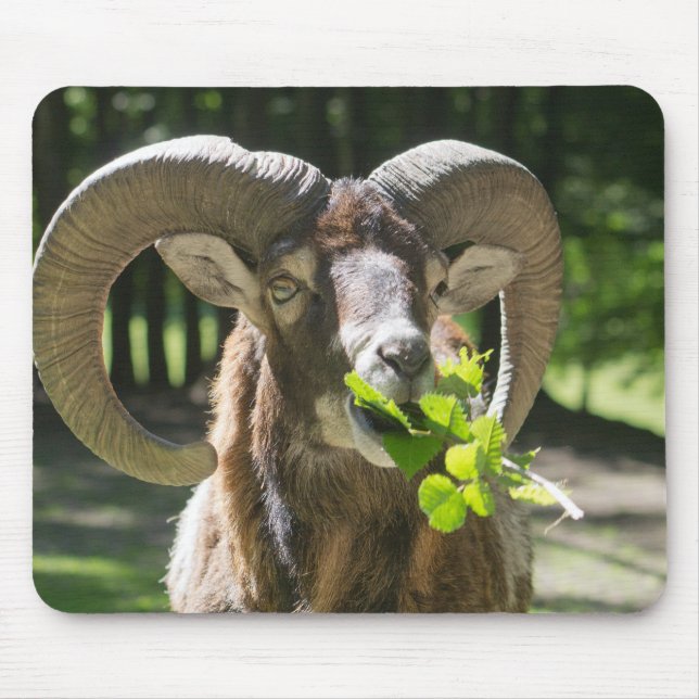 Mouflon Ram Musmatta (Framsidan)