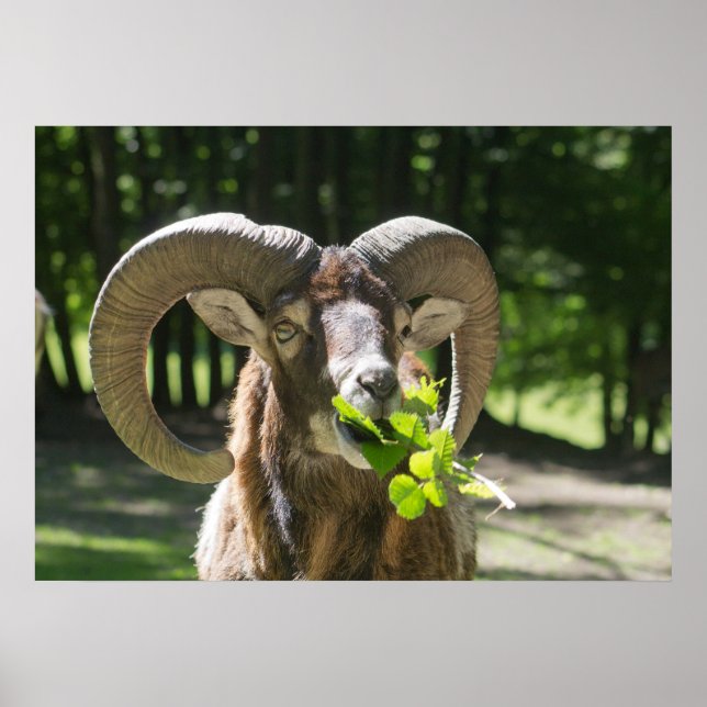 Mouflon Ram Poster (Framsidan)
