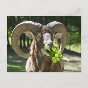 Mouflon Ram Vykort