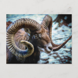 Mouflon Sheep Vykort