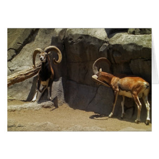 Mouflon vildfår som skrapar 1 hälsningskort