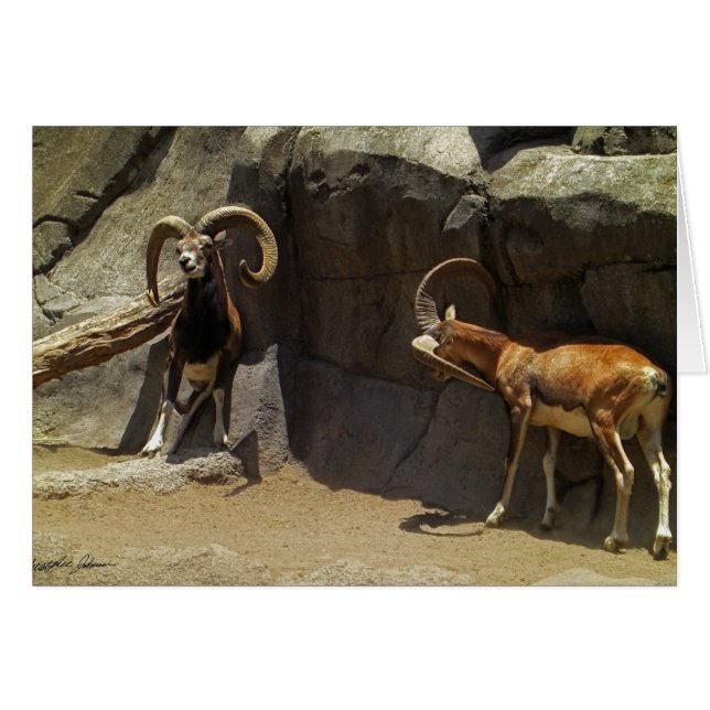 Mouflon vildfår som skrapar 1 hälsningskort (Framsidan Horizontal)