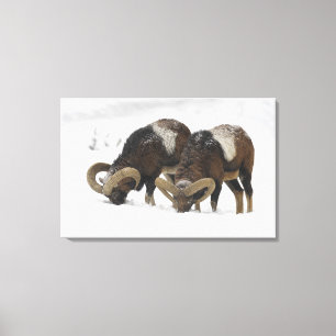 Mouflons i vintern, Tyskland Canvastryck