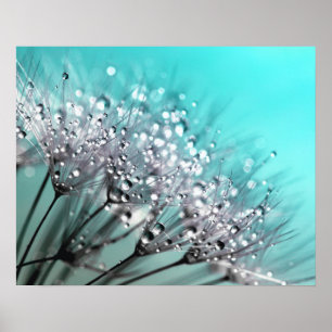 Moukling Dew Dandelion Aqua Cyan Background Poster