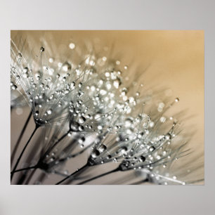 Moukling Dew Dandelion Khaki Background Poster