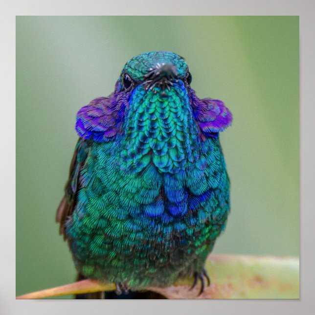 Moukling Hummingbird Grönt Blue Violet Poster (Framsidan)