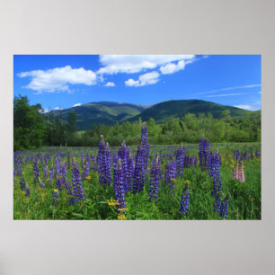 Mount Adams och Lupines presidentintervall Poster