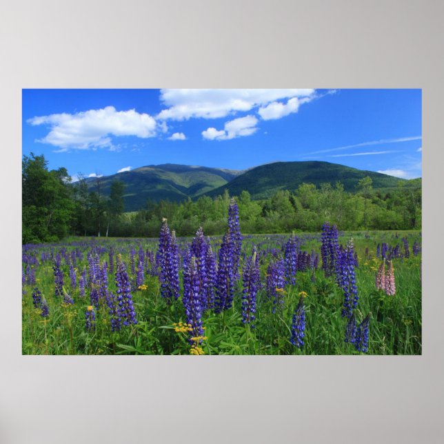 Mount Adams och Lupines presidentintervall Poster (Framsidan)