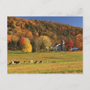 Mount Holyoke Farm på hösten Vykort