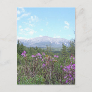 Mount Katahdin och vilda blommor Vykort